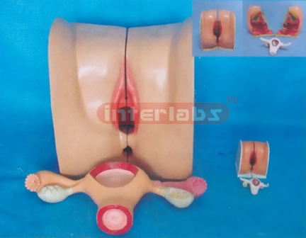 EXTRA HEALTH HUMAN FEMALE GENITAL ORGANS DEMONSTRATION MODEL